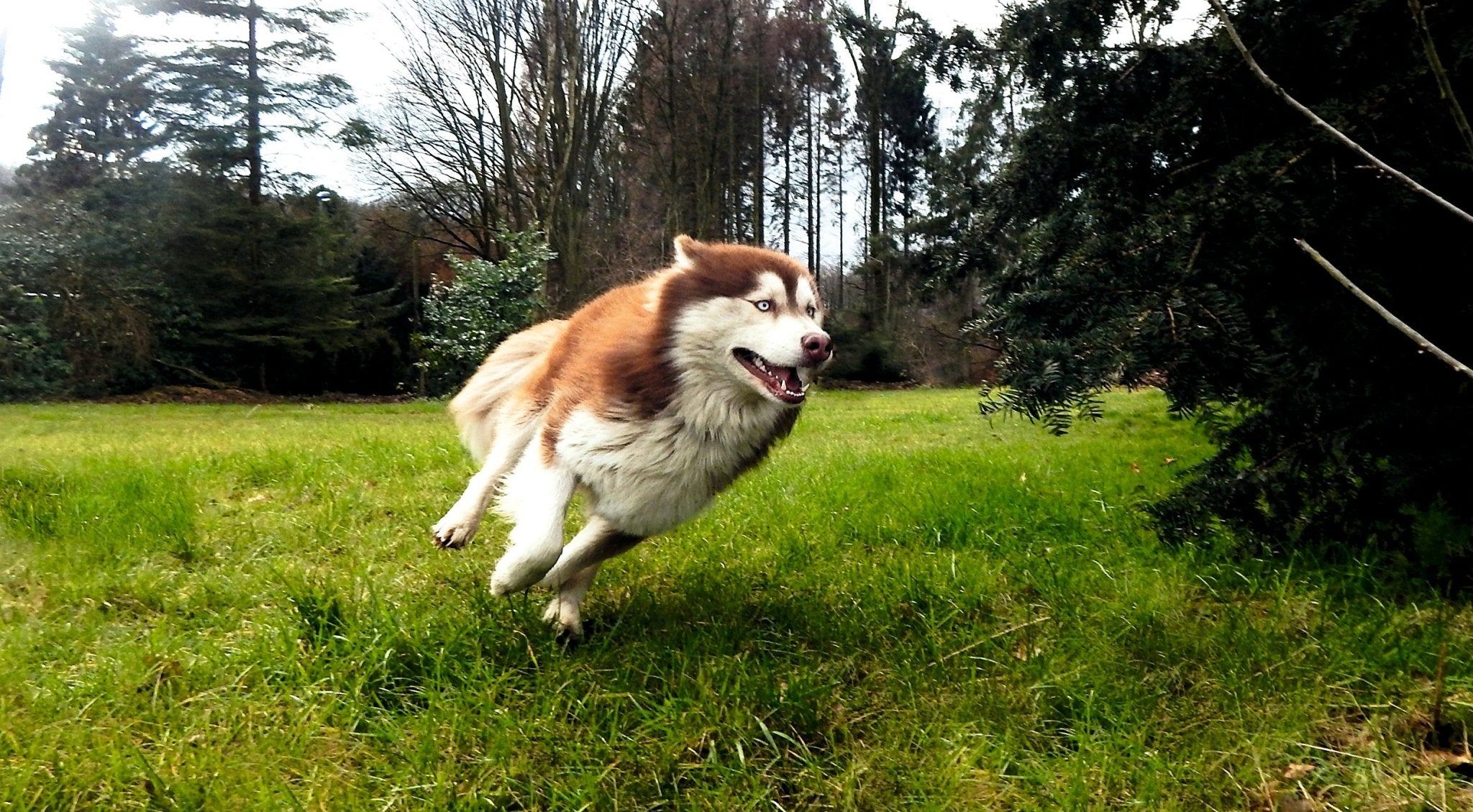 Muskel und Gelenk 0,3 KG - German Dog Fit