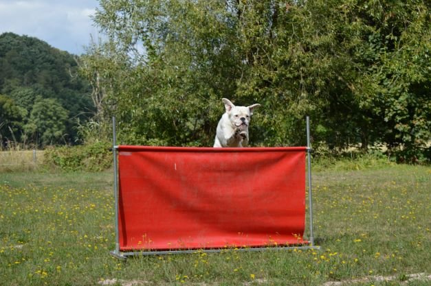 Muskel und Gelenk 0,3 KG - German Dog Fit