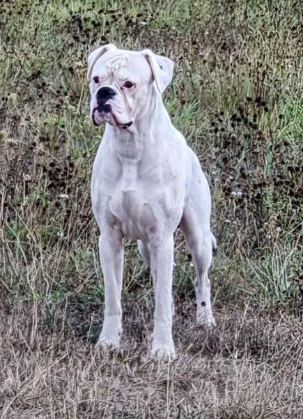 Muskelaufbau 0,3 KG - German Dog Fit