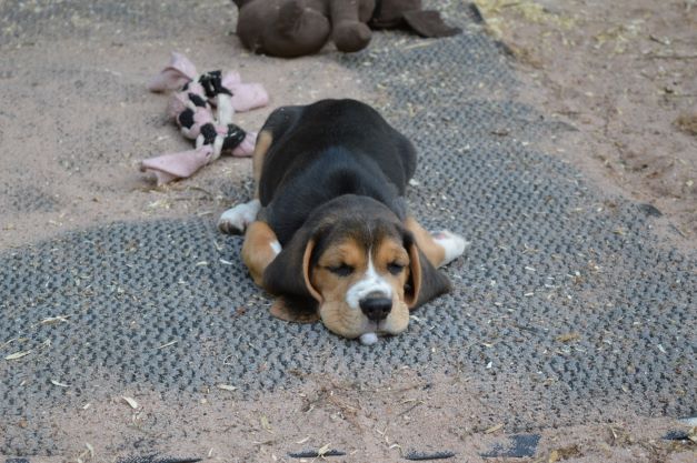 Relax 0,3 KG - German Dog Fit